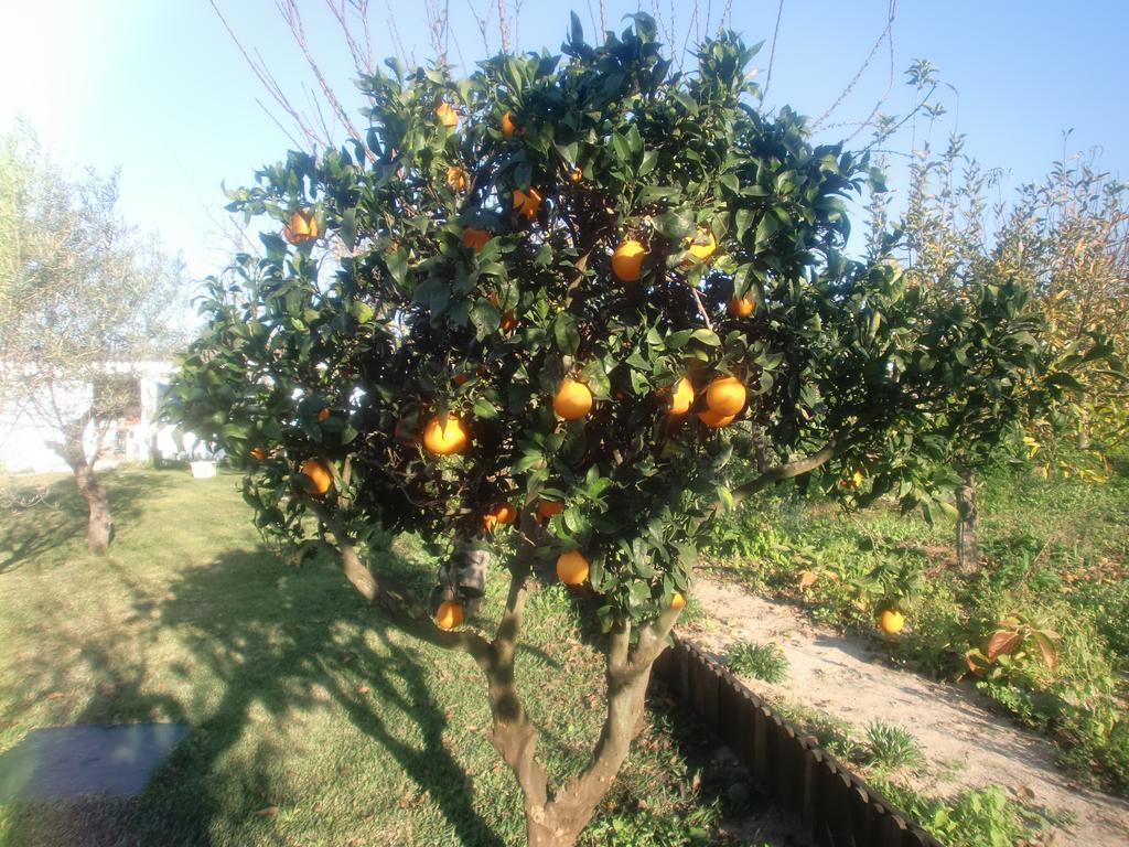 アゼイタオンQuinta Da Harmoniaアパートメント エクステリア 写真