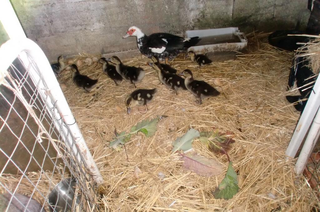アゼイタオンQuinta Da Harmoniaアパートメント エクステリア 写真